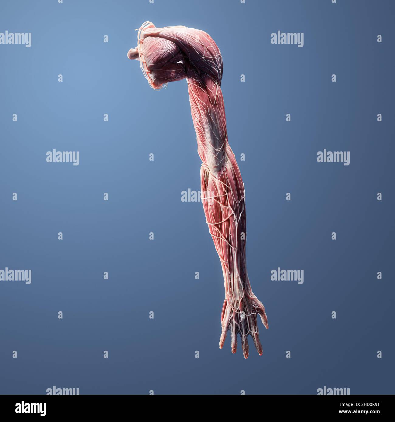 Voll muskulär, Skelett, Nerven, Gefäß, Band, Sehnenanatomie der menschlichen oberen Extremität posteriore Ansicht auf blauem Hintergrund Stockfoto