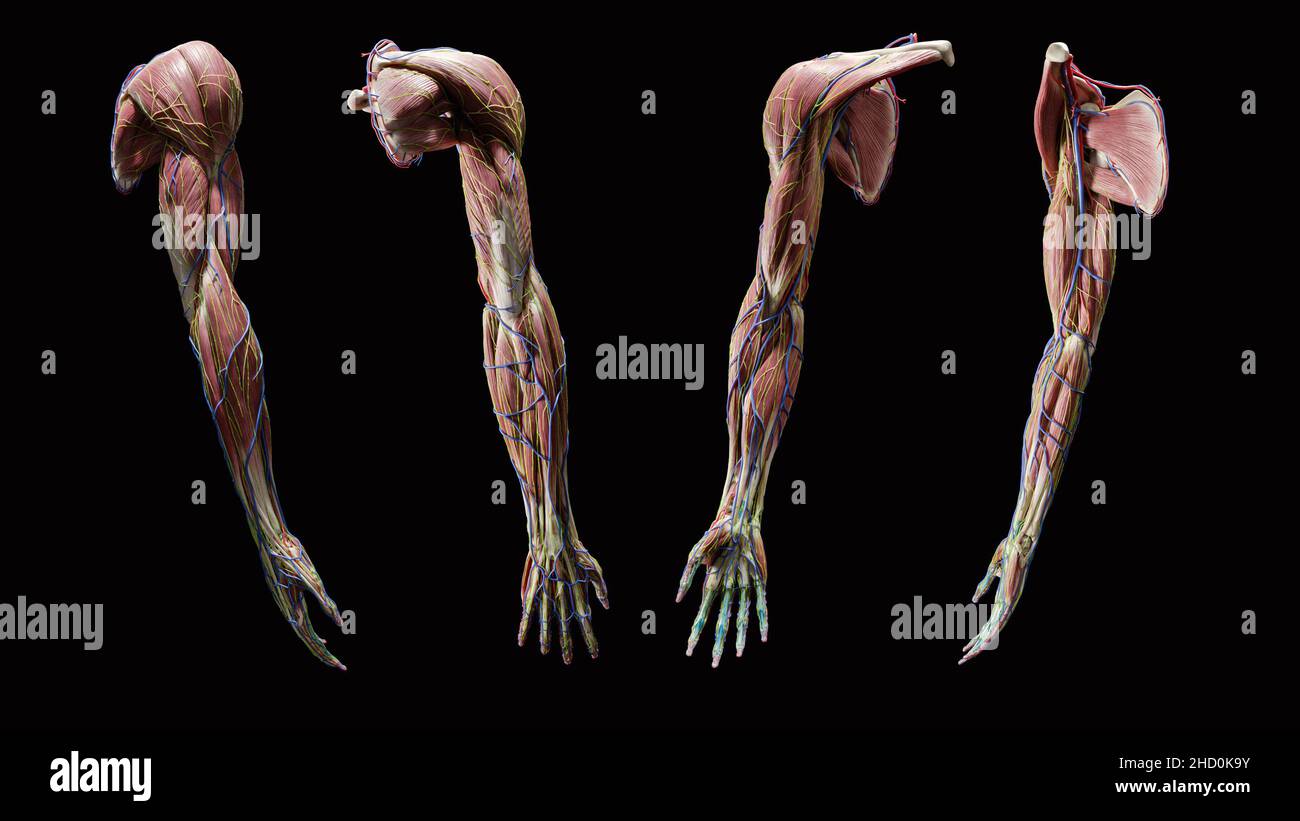 Vollständige Muskel-, Bindegewebe- und Venenanatomie des Armes aus anterioren, posterioren, lateralen und medialen Ansichten auf schwarzem Hintergrund Stockfoto