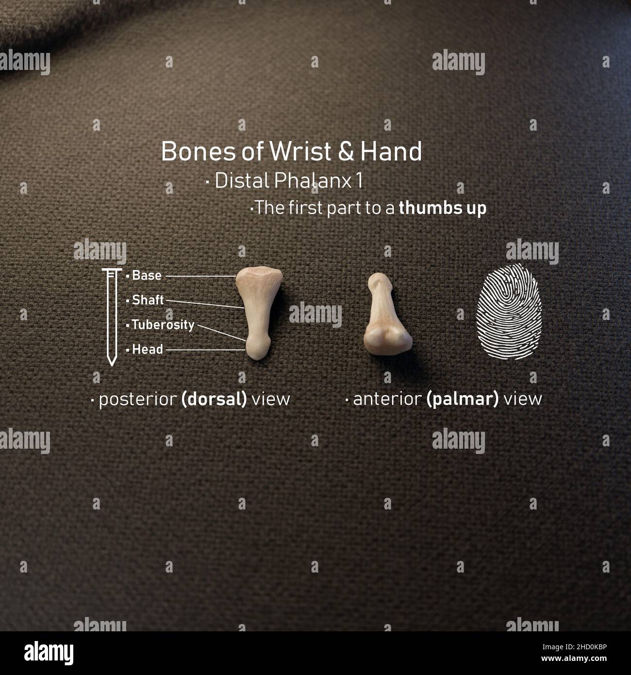 3D Rendering distaler Phalanx mit anatomischen Begriffen Stockfoto