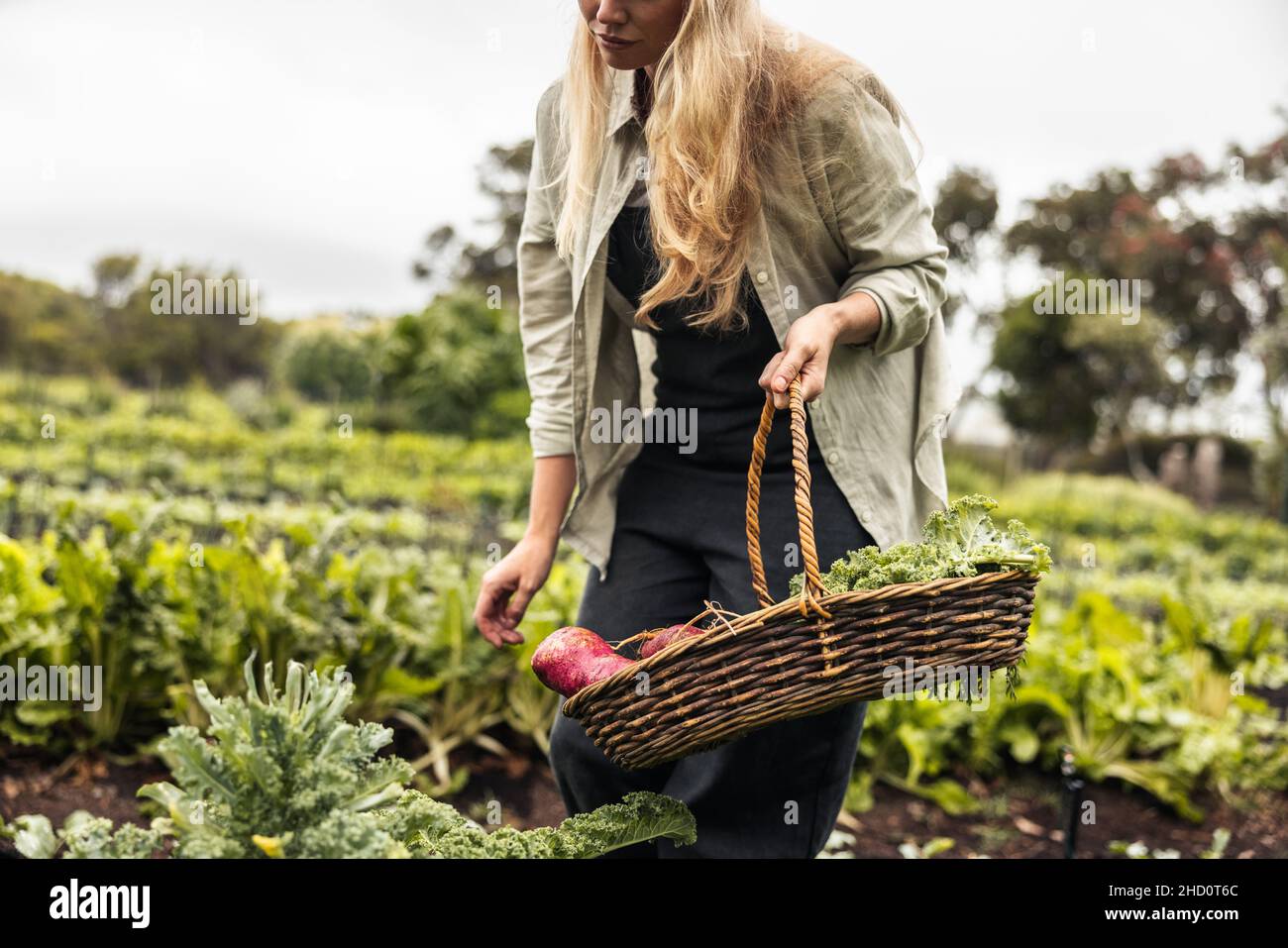 Die Bäuerin pflückt während der Erntezeit frisches Gemüse aus einem Bio-Garten. Selbstnachhaltige junge Frau, die eine Vielzahl von frischen Produkten sammelt Stockfoto