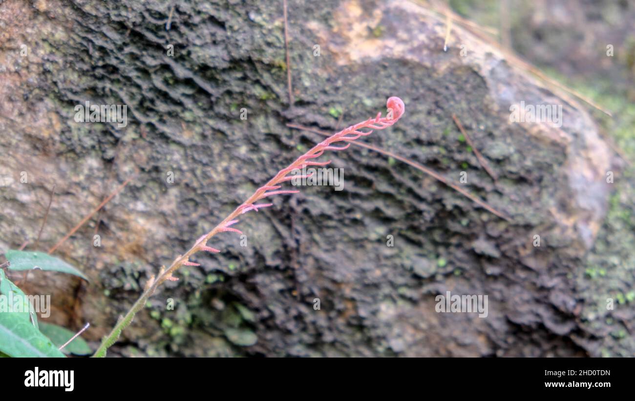 Junge rosa Fern, gebräunte Stockfoto