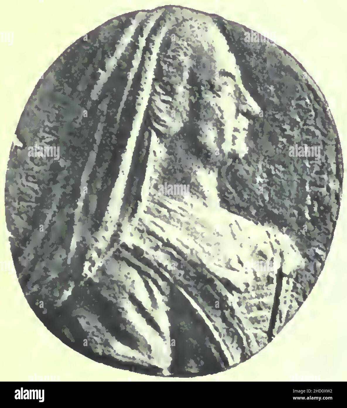 Rivista italiana di numismatica 1892 p071. Stockfoto