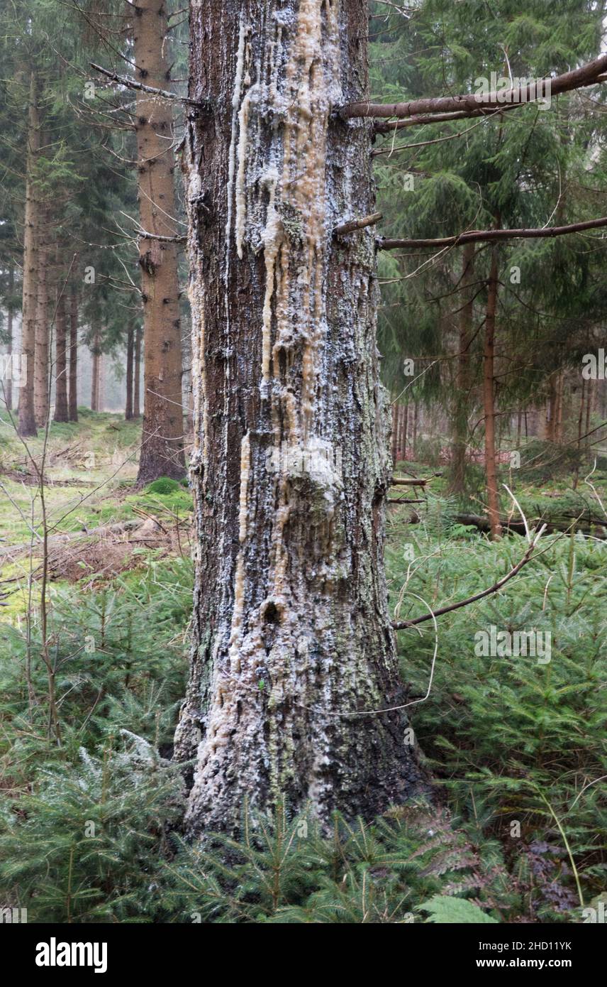 Harz tropft von einer kranken Kiefer, die von einem Pilz betroffen ist Stockfoto