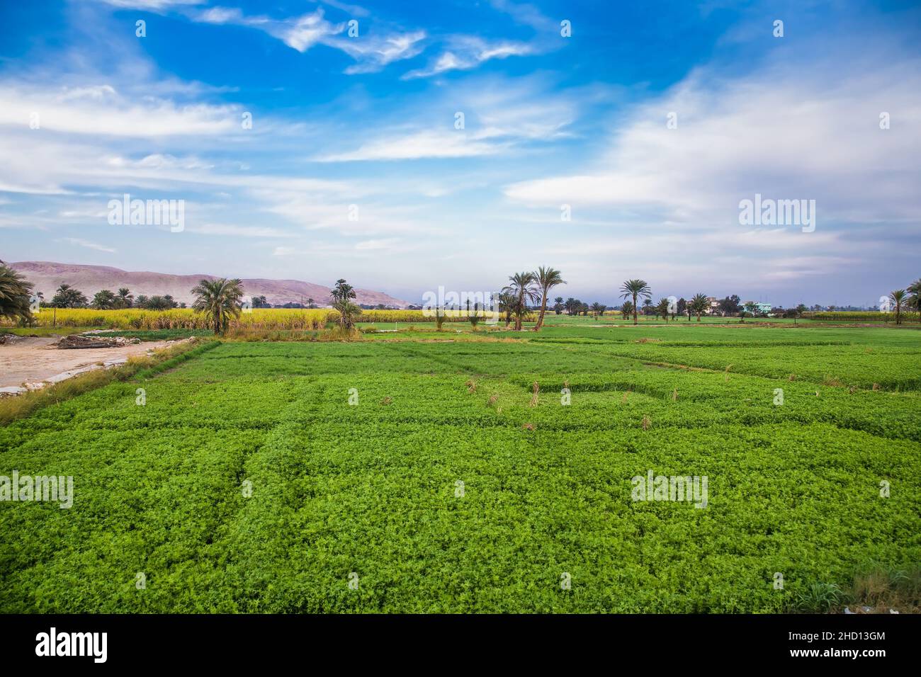 Grünfeld und Plantage mit Palmen im Sonnenuntergang, Egipt. Stockfoto
