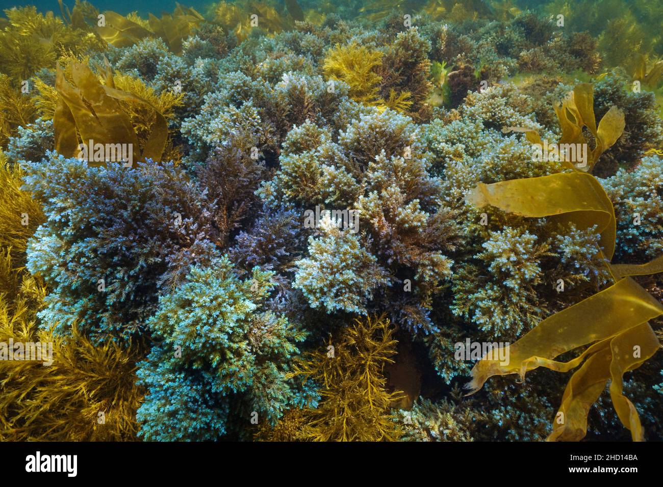 Blaualgen unter Wasser im Ozean (Algen Cystoseira tamariscifolia), Ostatlantik, Spanien, Galizien Stockfoto