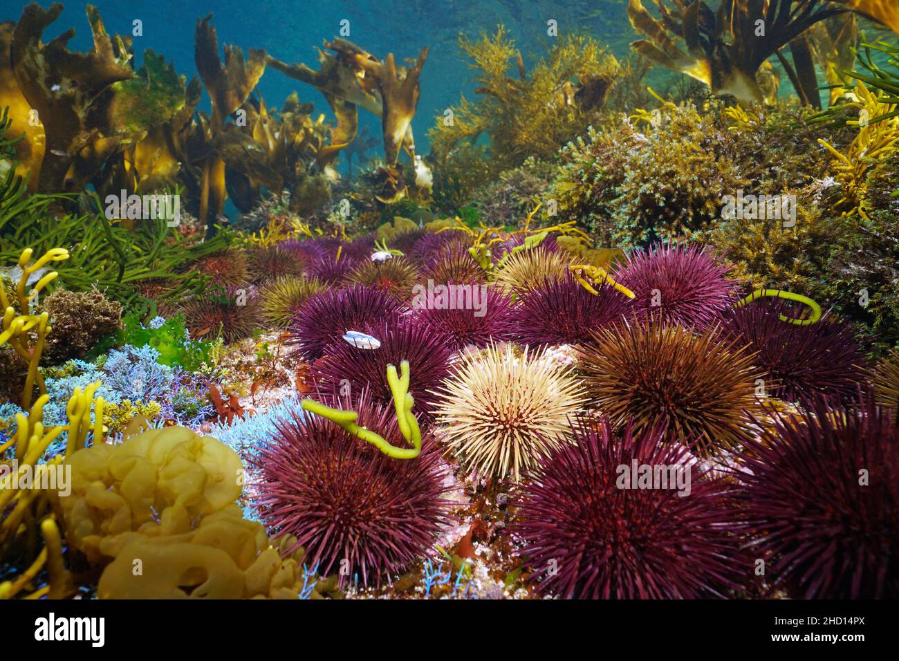 Seeigel und Algen im Meer, flache Unterwasserlandschaft, Ostatlantik, Spanien, Galicien Stockfoto