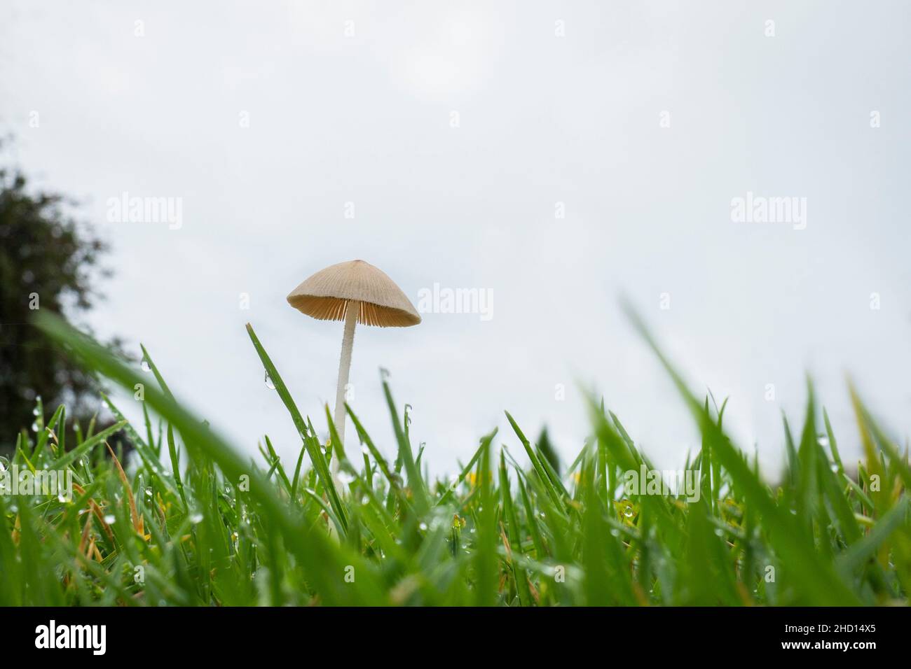 Nach heftigem Regen taucht ein winziger Wildpilz auf dem Rasen auf Stockfoto
