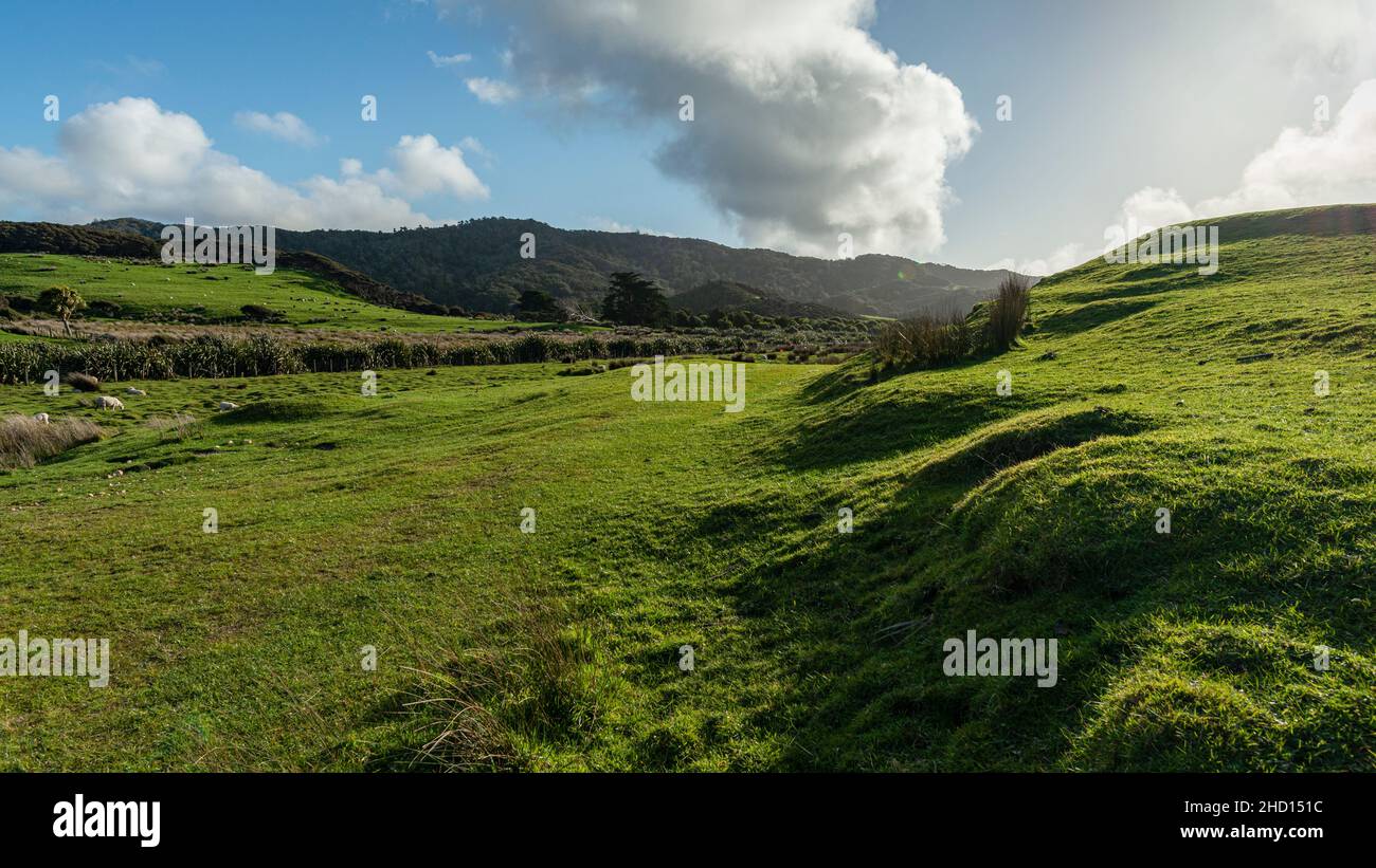 Grüne Hügellandschaft, Strandpfad Whararariki, Golden Bay, Südinsel. Stockfoto