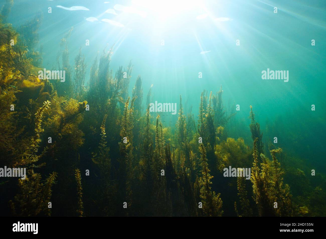 Unterwasserlandschaft natürliches Sonnenlicht und Algen im Ozean, (meist braune Algen Sargassum muticum) Ostatlantik, Spanien, Galizien Stockfoto