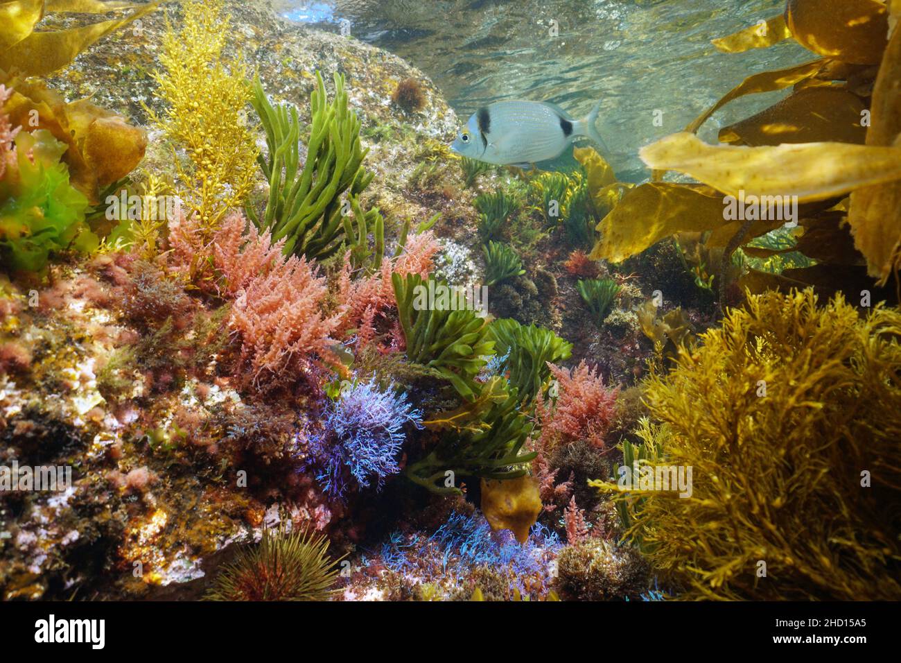 Unter Wasser verschiedene bunte Algen mit einem Fisch im Meer in seichtem Wasser, Ostatlantik, Spanien, Galizien Stockfoto