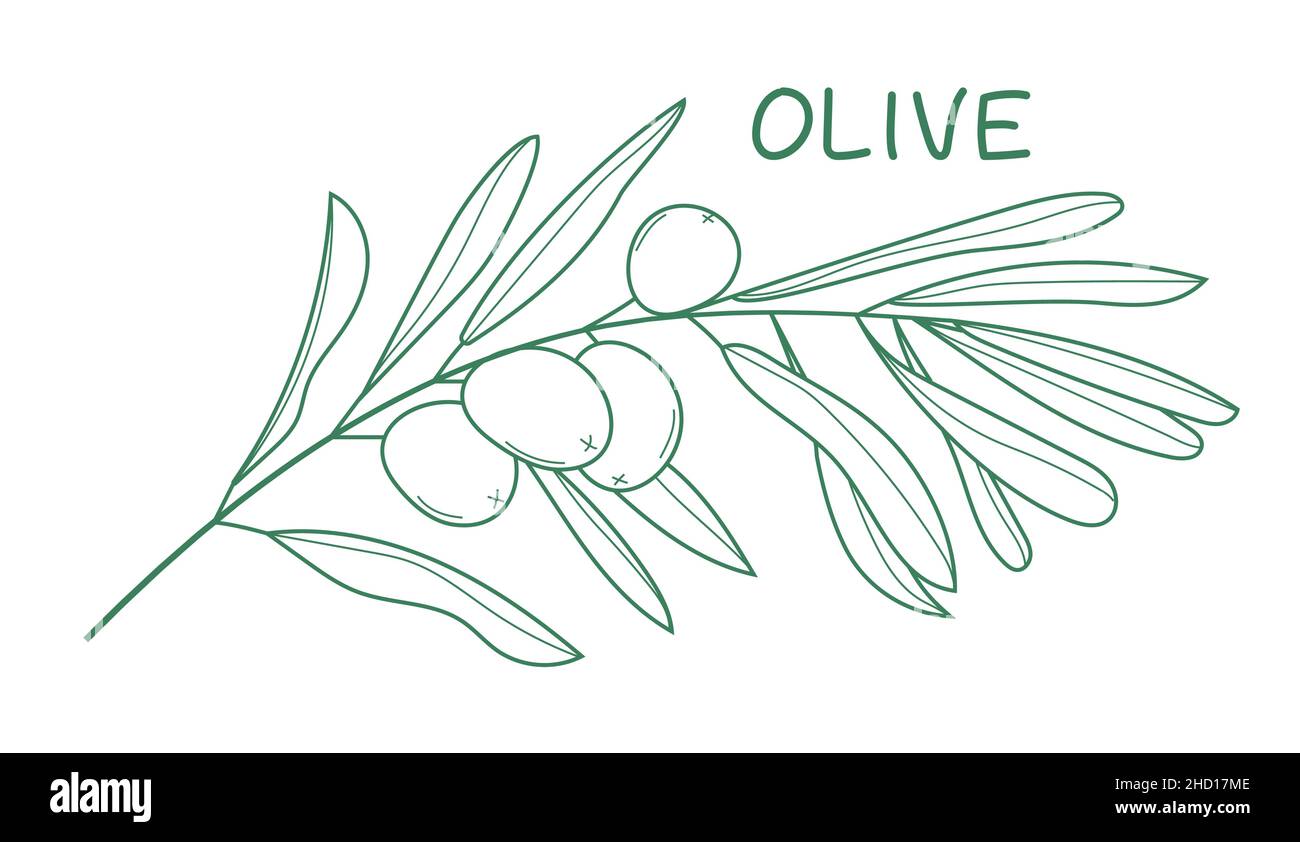 Olivenzweigvektor in Doodle, Skizzenstil. Tinte, Bleistift von Hand gezeichneter Olivenbaum, Blätter für Wrapper-Muster, Logo, Rahmen oder Rahmen. Minimale Einzelzeile Stock Vektor