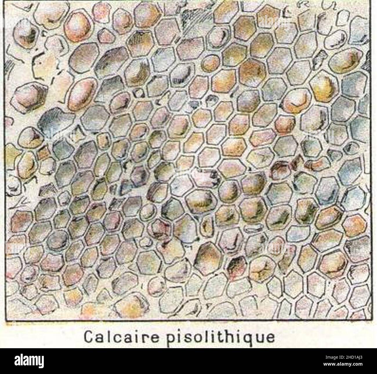 Roche-calcaire pisolithique. Stockfoto