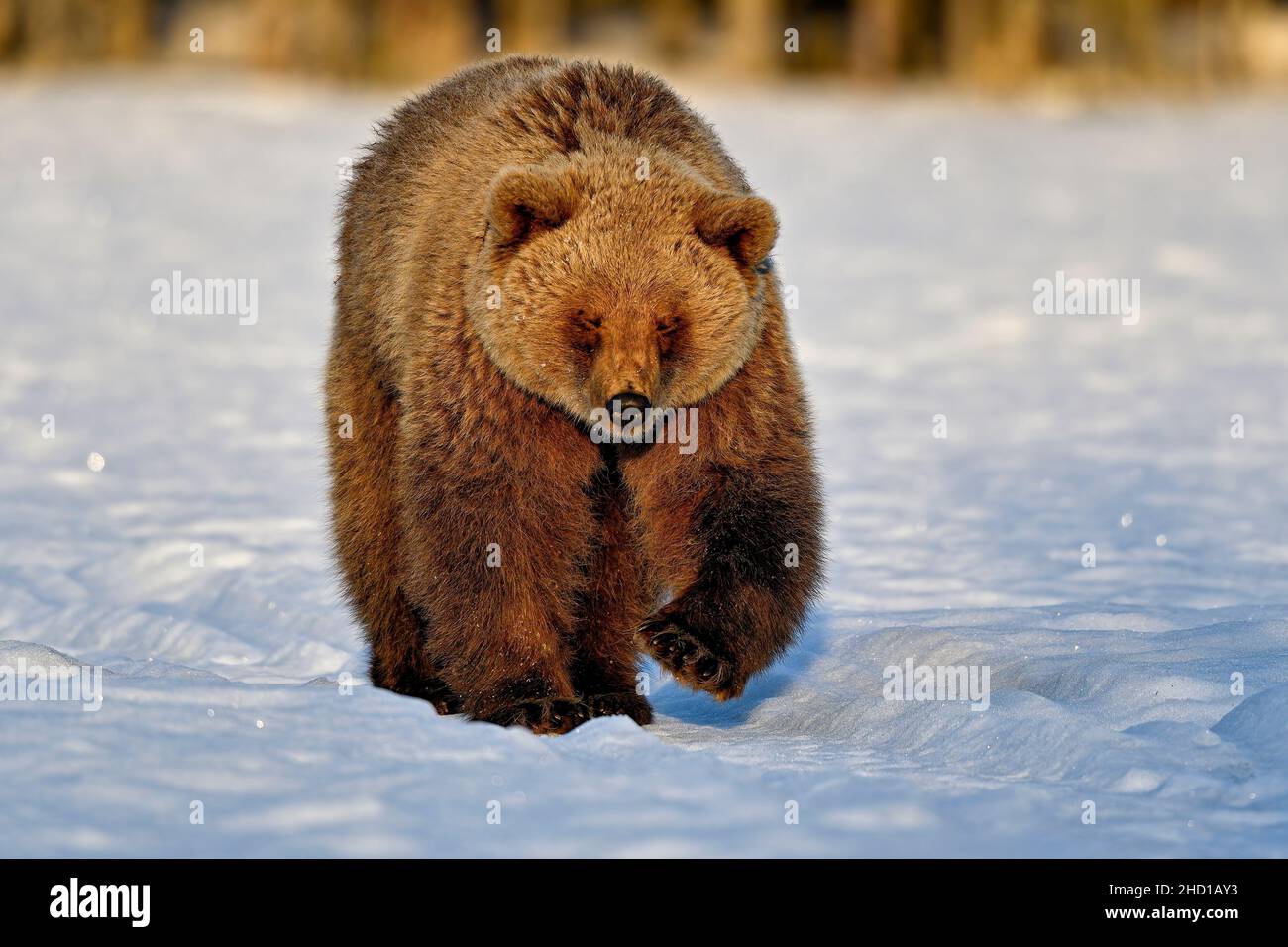 Ein Bär am frühen Morgen Stockfoto