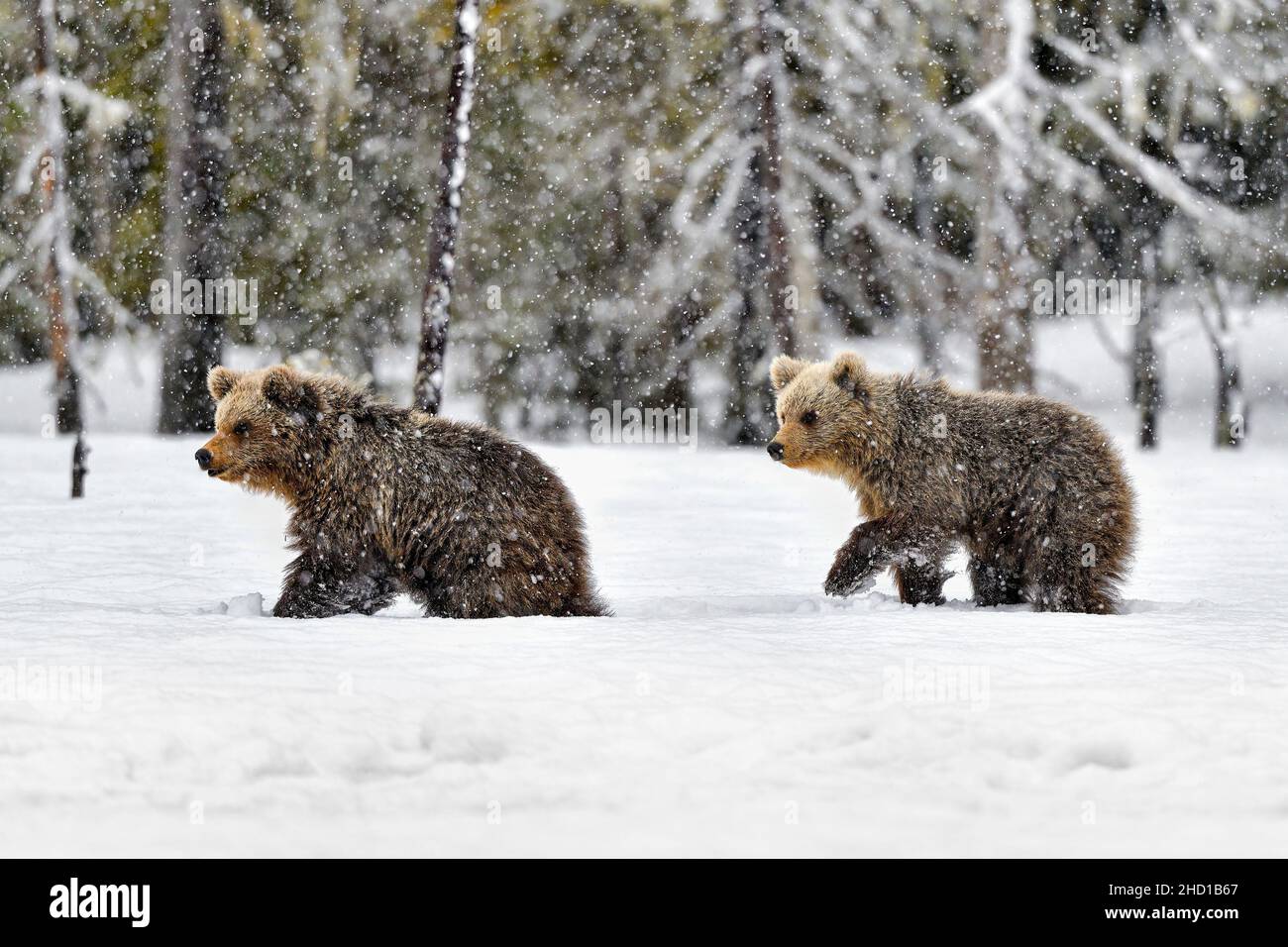 Bärenjungen, die zu der Zeit einen Schritt im Schnee machen Stockfoto