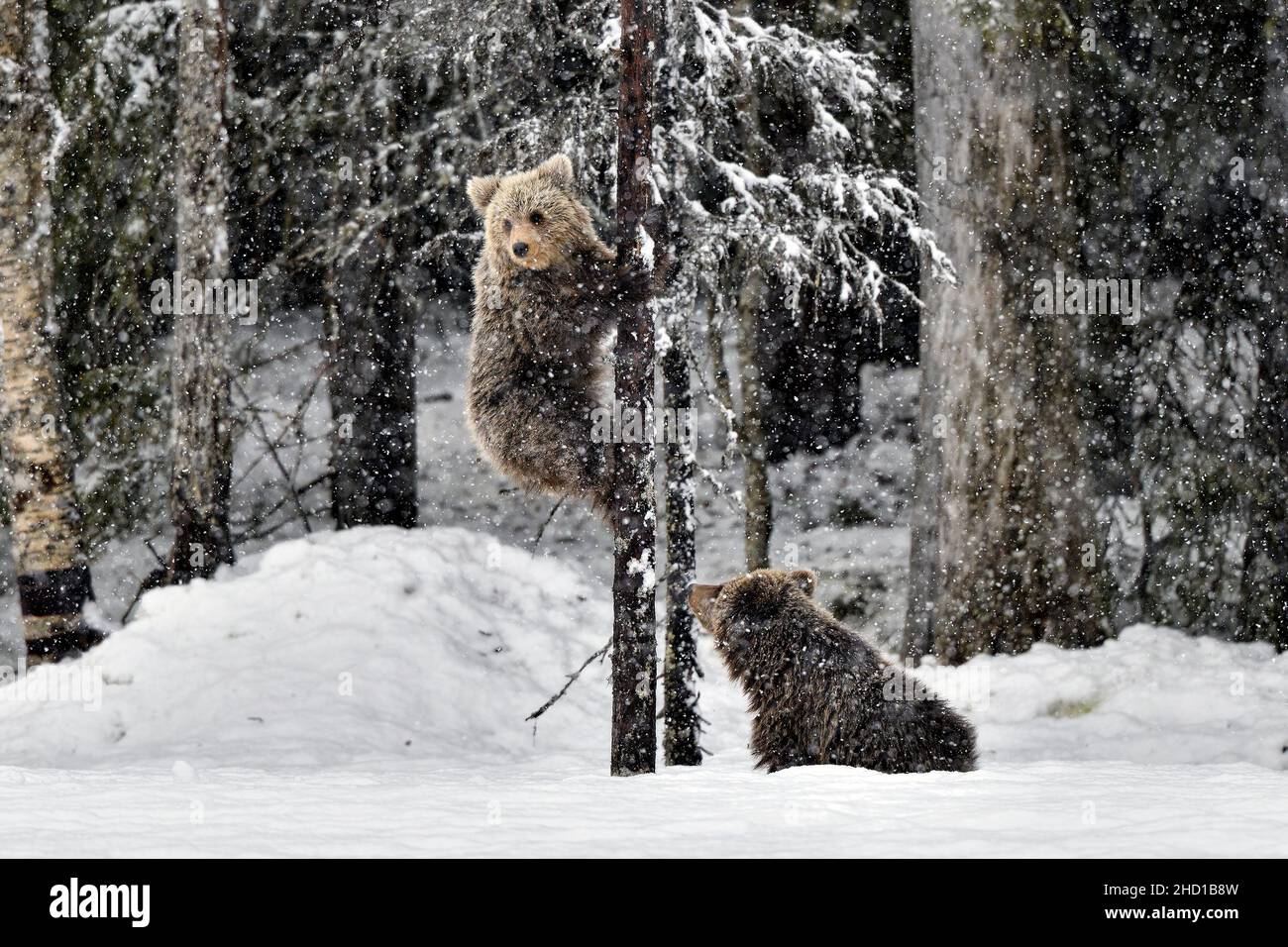 Junger Bär klettert in einem Schneesturm auf die Kiefer Stockfoto