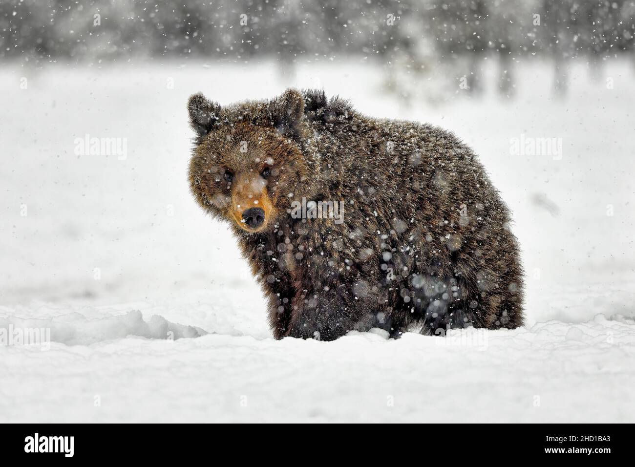 Bärenjunge im Schneeblizard. Stockfoto