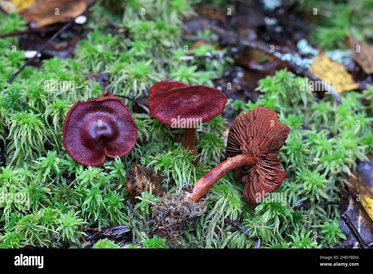 Cortinarius vitiosus, auch Dermocybe sanguinea var. vitiosa genannt, allgemein bekannt als blutroter Webcap, wilder Pilz aus Finnland Stockfoto Cortinarius vitiosus, auch Dermocybe sanguinea var. vitiosa genannt, allgemein bekannt als blutroter Webcap, wilder Pilz aus Finnland Stockfoto