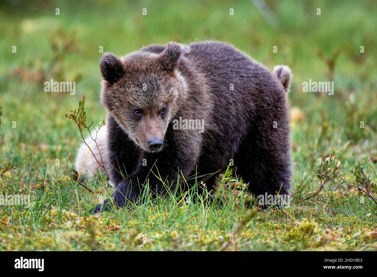 Das Bärenjunge sieht ein wenig verwirrt über den Sumpf aus. Stockfoto