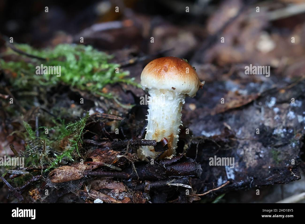 Pholiota lumica, ein Schalenpilz aus Finnland, der keinen gemeinsamen englischen Namen hat Stockfoto