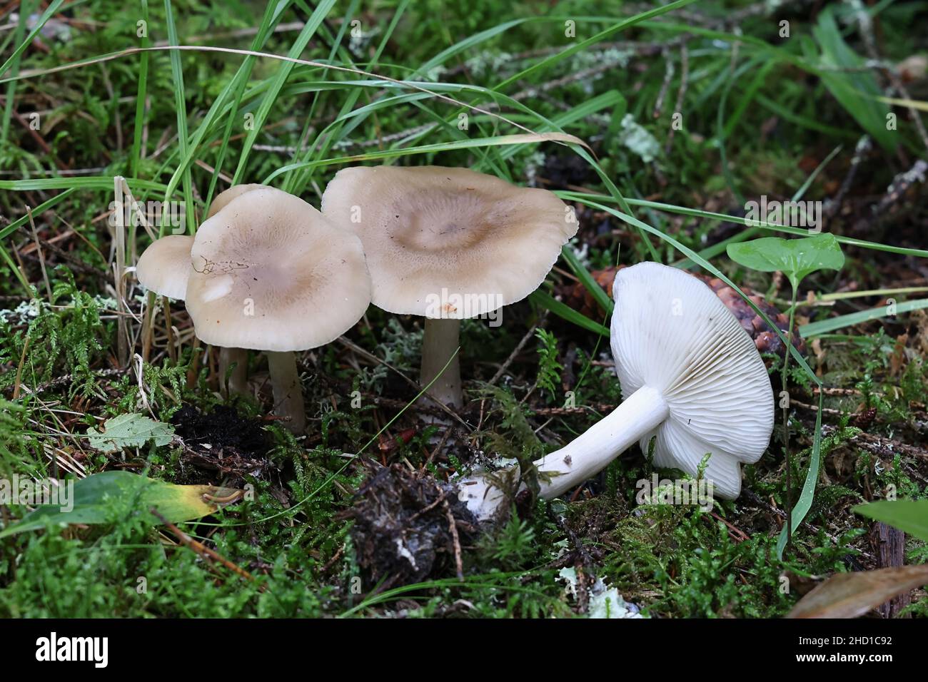 Tricholoma saponaceum, bekannt als die Seife duftenden Fliegenpilz, seifigen Ritter oder Seife tricholoma, wilde Pilze aus Finnland Stockfoto