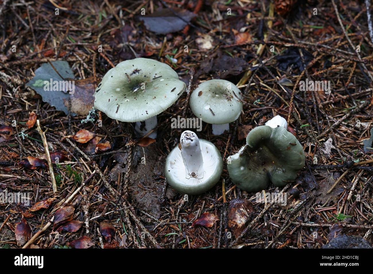 Russula aeruginea, bekannt als die grasgrüne Russula, die klebrige grüne Russula oder der grüne Bruttlegill, wilder Pilz aus Finnland Stockfoto