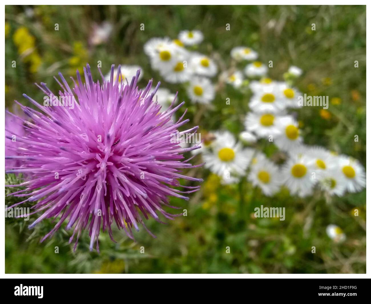 Selektive Fokusaufnahme einer lilafarbenen Distel in einem Feld Stockfoto