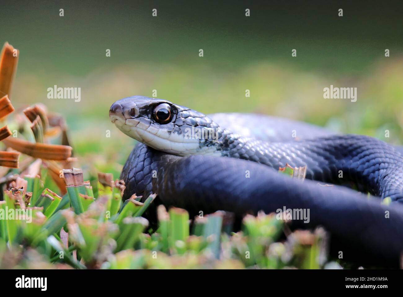 Selektiver Fokusschuss einer Schlange auf dem Gras Stockfoto
