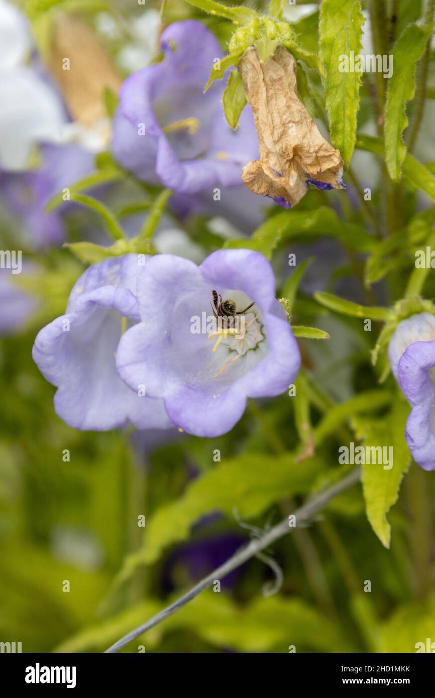 Eine fleißige Biene mit viel Pollen an den Beinen bei der Arbeit Stockfoto