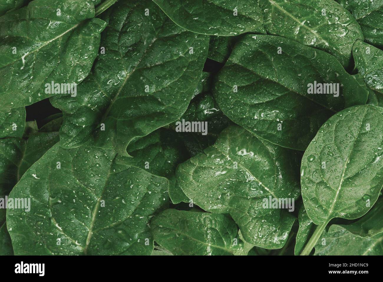 Frischer Spinatblätter als Hintergrund. Stockfoto