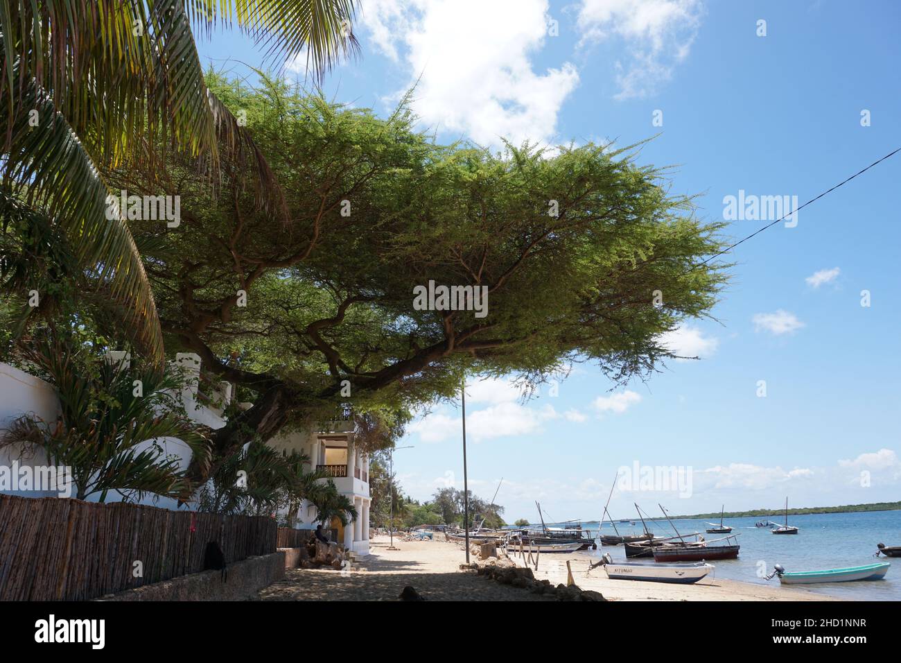 Ein riesiger Baum, der Schatten spendet auf dem Weg von Shela nach Lamu, Lamu Island, Kenia Stockfoto