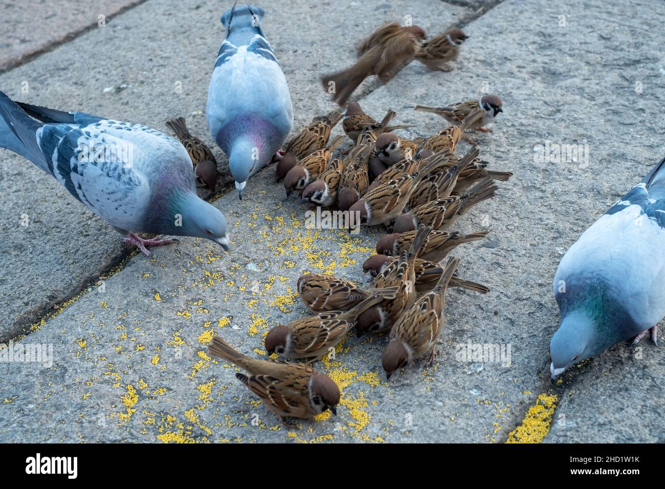 Eine Gruppe von Sperlingen und Tauben essen zusammen an einem Touristenort in Peking, China. Stockfoto