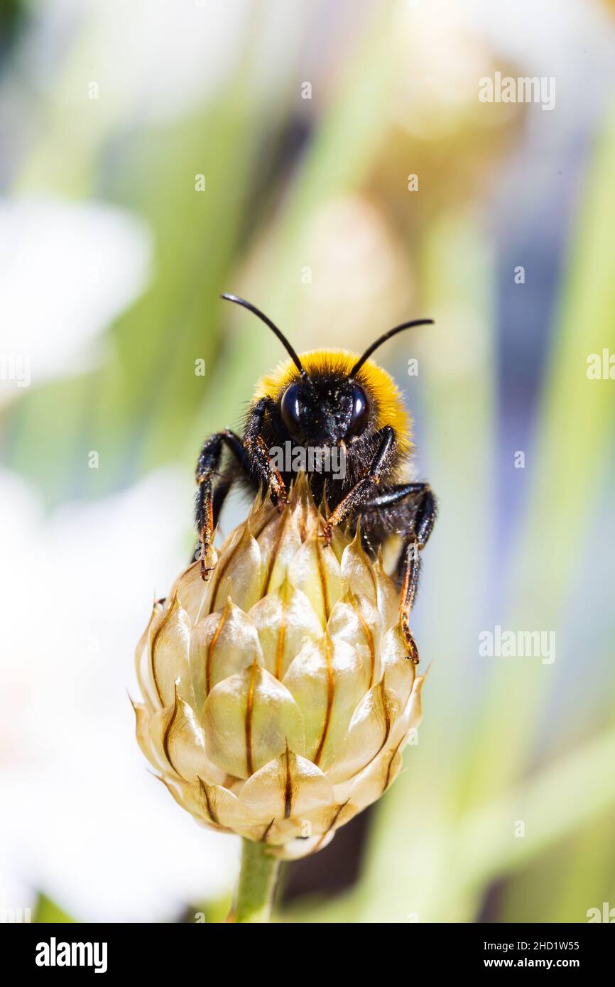 White Tailed Bumblebee, Bombus lucorum, thront auf Amors Pfeil, Catananche, Caerulea Alba, Blume. Makro. Stockfoto