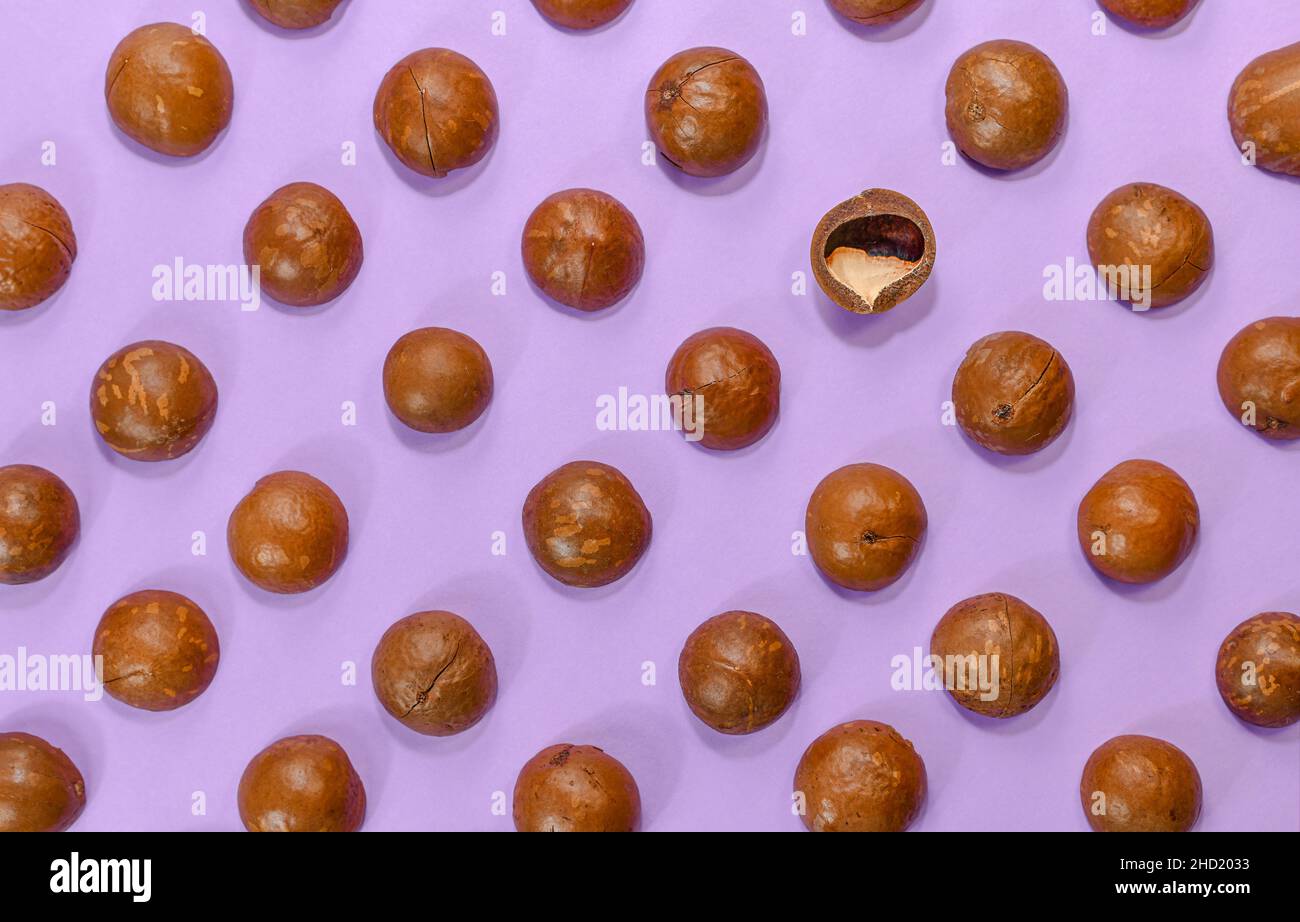 Das Hintergrundlayout von Macadamia-Nüssen, auf einer violett-violetten Farbe. Mit Betonung auf der umgekehrten Innenseite der Nussschale. Stockfoto