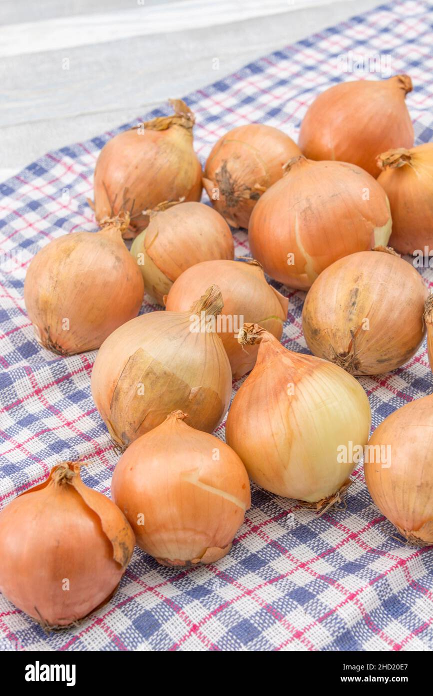 Kultiviert lose gelbe Zwiebeln / Allium Cepa auf Teeleine & bedruckte Vinyl-Tischplatte-Oilcloth-Gewebe. Auch braune Zwiebeln genannt. Für Küchenzutaten. Stockfoto