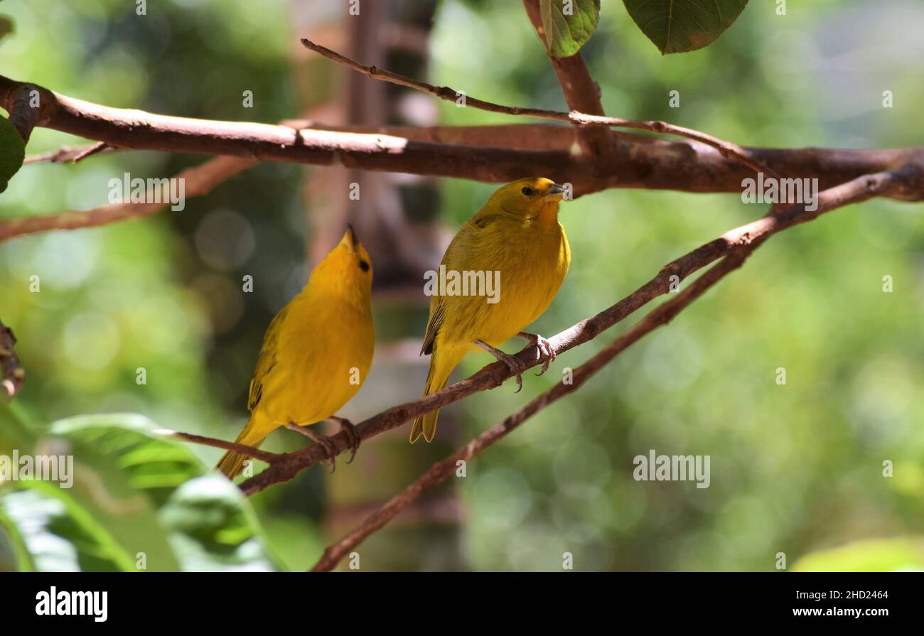 Canarinhos (Sicalis flaveola) Stockfoto