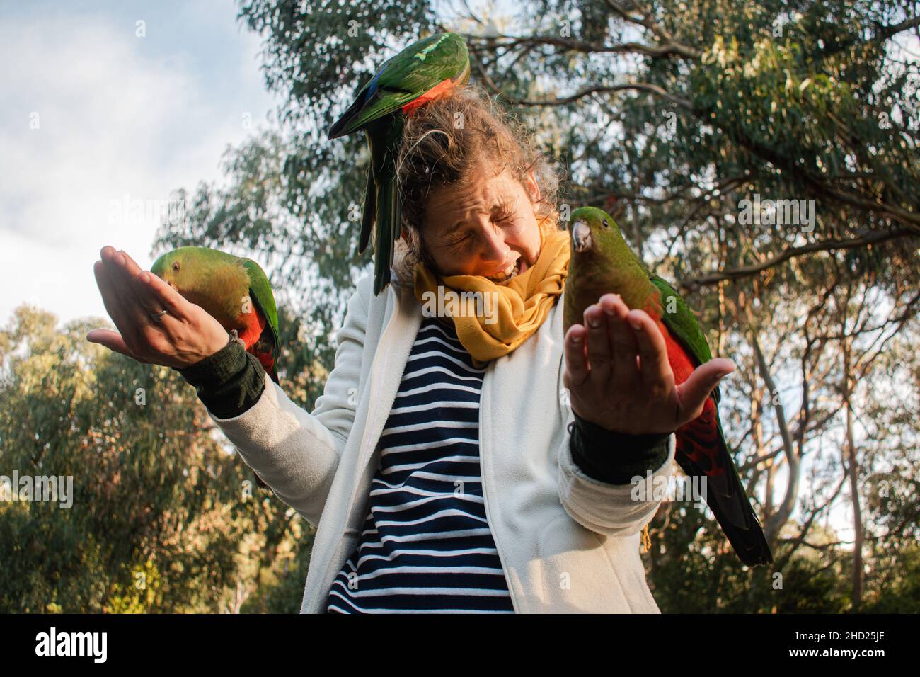 In einem Wald sitzen grüne Papageien auf den Händen und dem Kopf einer Frau Stockfoto