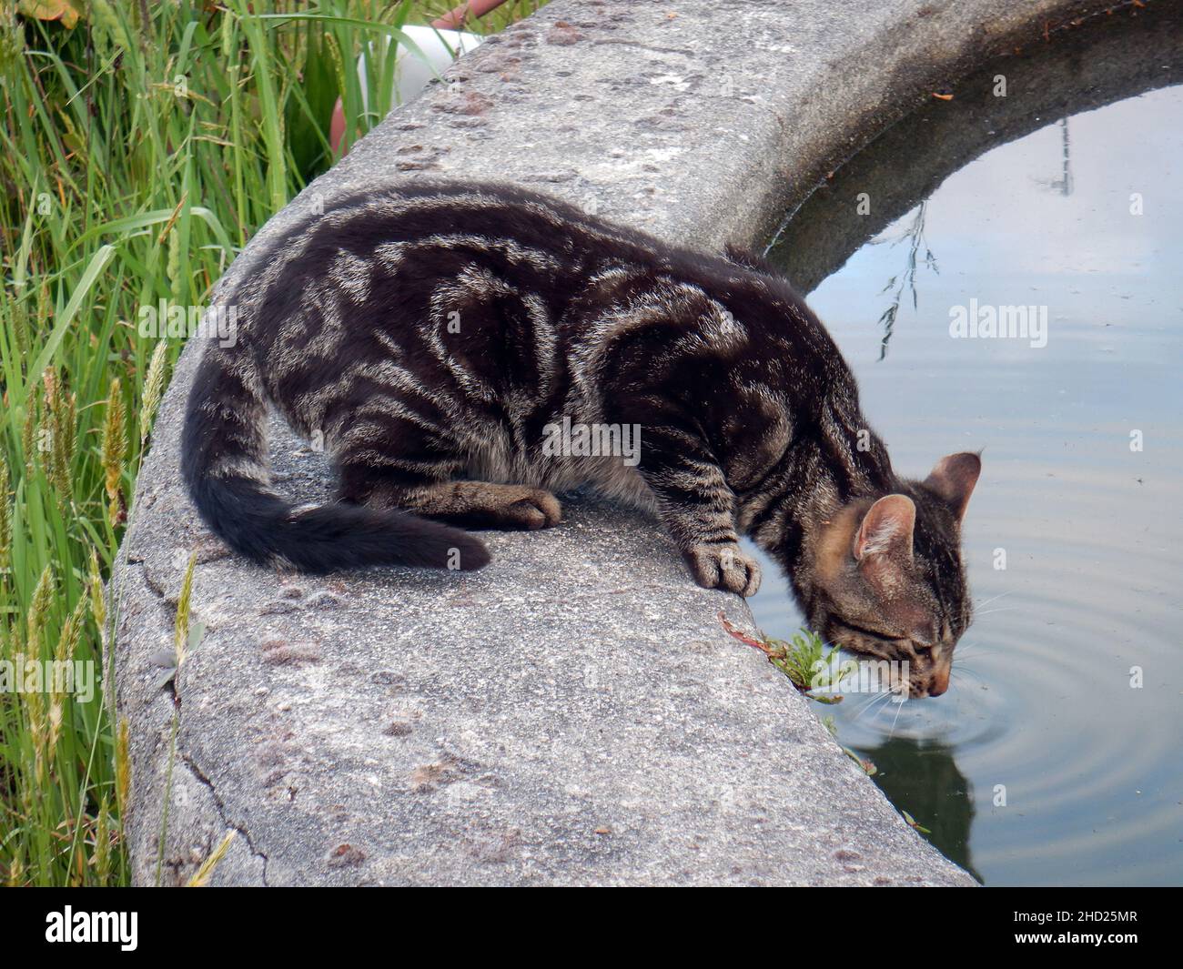 Foto einer kurzhaarigen Katze, die Wasser trinkt Stockfoto