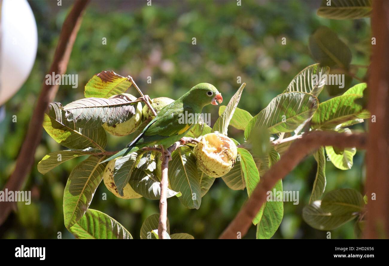 Periquitos no Brasil Stockfoto