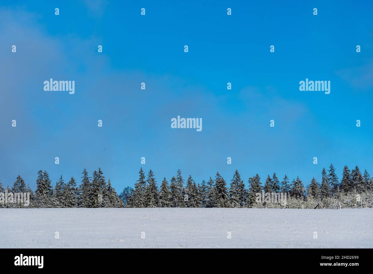 Ästhetischer Winterhintergrund mit azurblauem Himmel, Fichten und einer mit weißem Schnee bedeckten Wiese Stockfoto