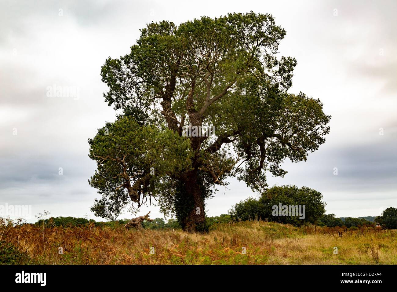 Einheimischer reifer schwarzer Pappelbaum, Populus nigra, Stand alone an der Feldgrenze, Butley, Suffolk, England, Großbritannien Stockfoto