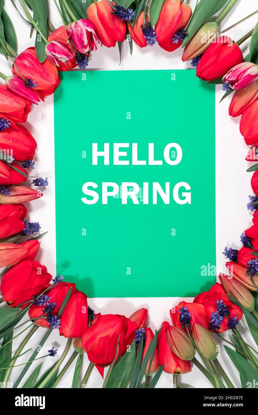 Blumenrahmen aus Tulpen mit der Aufschrift auf rot Hello Spring Stockfoto