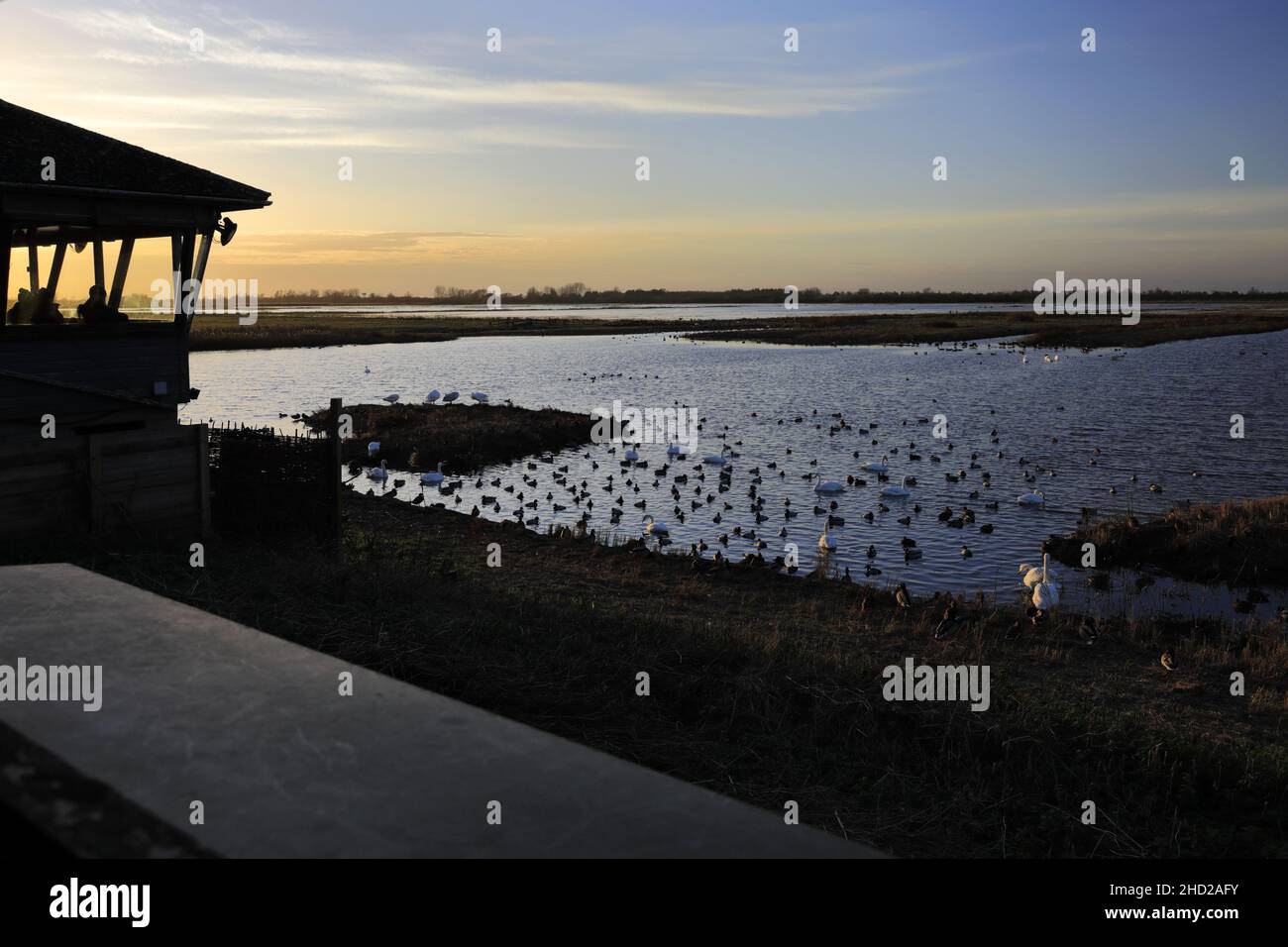 Winter Schwäne und Enten im Welney Washes Nature Reserve, Welney Village, Cambridgeshire, England, Großbritannien Stockfoto