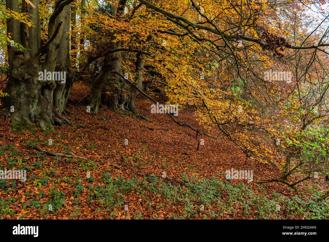 Smoke Woods im Herbst bei Hucking in Kent, England Stockfoto