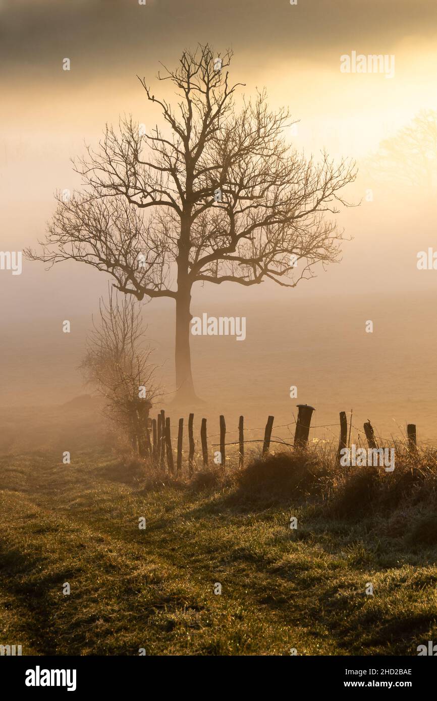 Landweg, der im Licht eines nebligen Wintermorgens zu einem einigen Baum führt Stockfoto