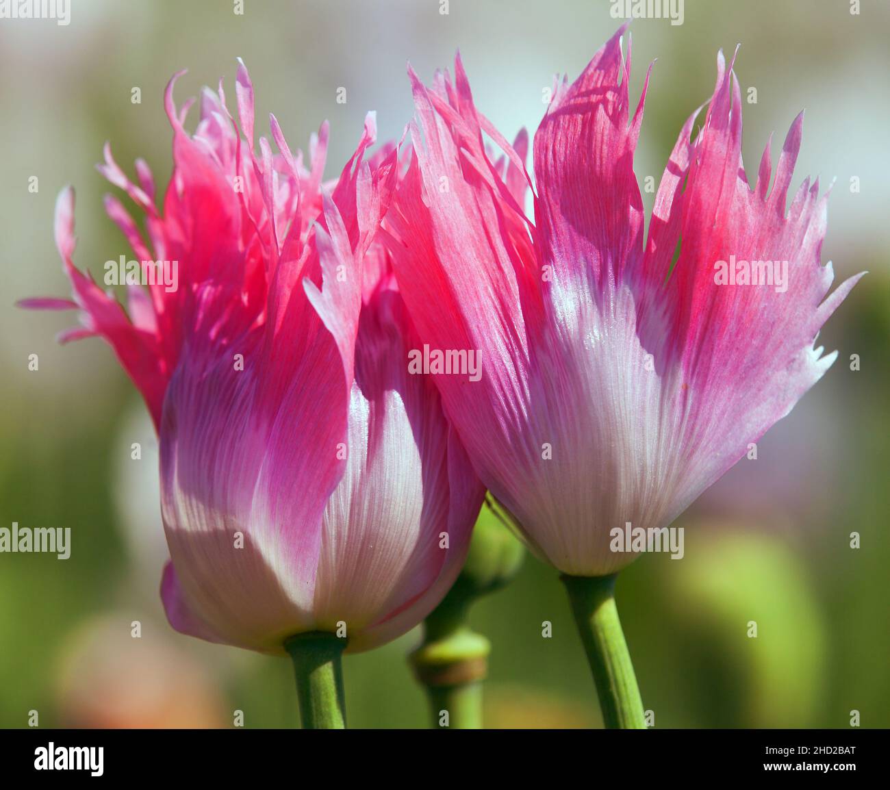Detail der blühenden Mohnblume oder Opium Mohnblume in Latein papaver somniferum, Mohnfeld, rot oder rosa gefärbt Mohnblume wird in der Tschechischen Republik angebaut Stockfoto