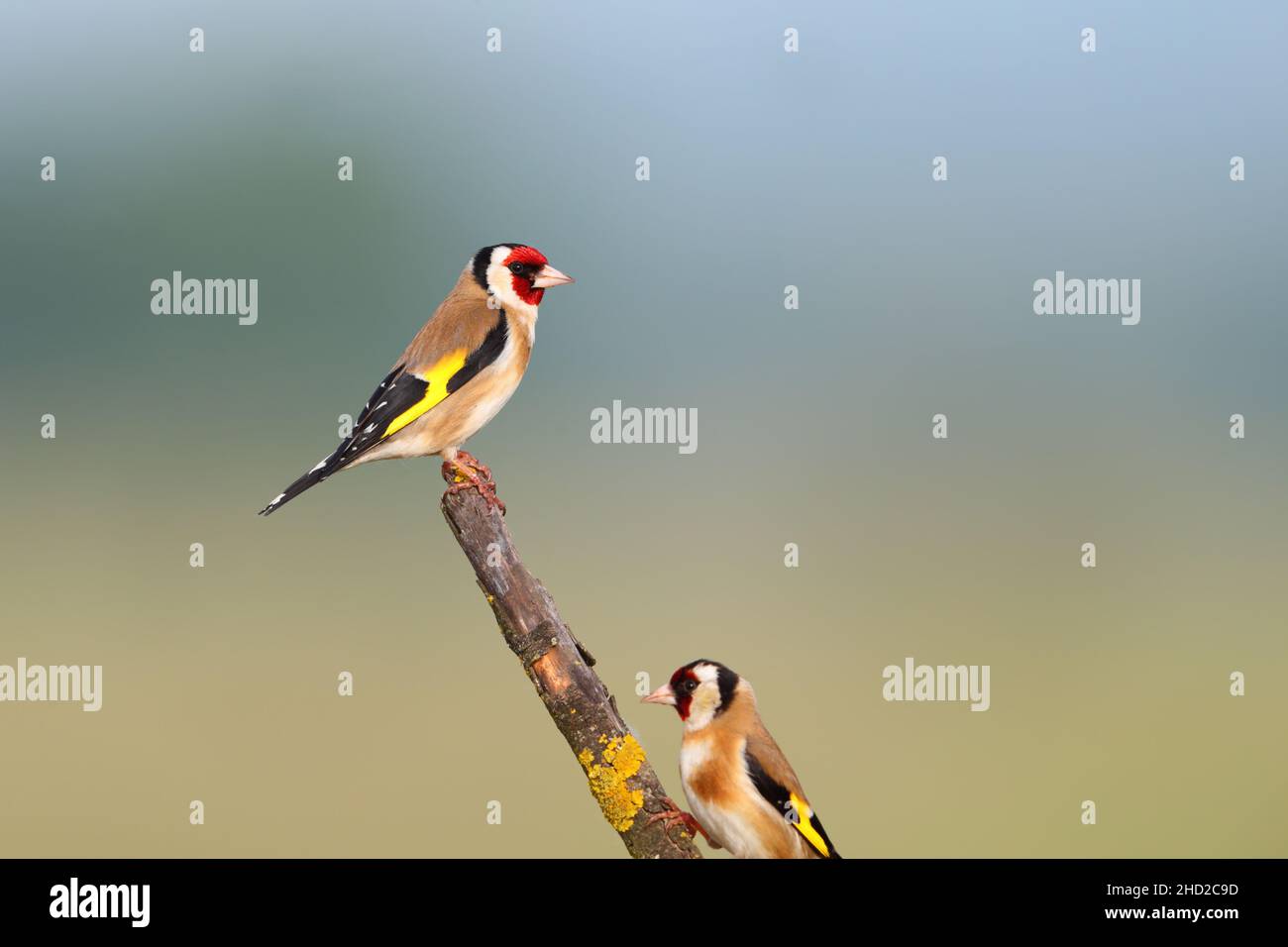 Ein erwachsener männlicher Europäischer Goldfink (Carduelis carduelis), der im Frühjahr auf einem offenen Zweig in der Nähe des Kerkini-Sees in Nordgriechenland thront Stockfoto