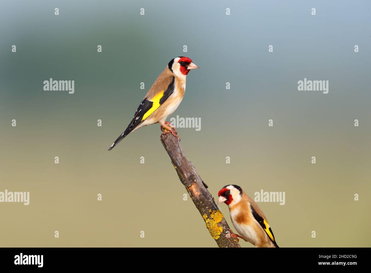 Ein erwachsener männlicher Europäischer Goldfink (Carduelis carduelis), der im Frühjahr auf einem offenen Zweig in der Nähe des Kerkini-Sees in Nordgriechenland thront Stockfoto