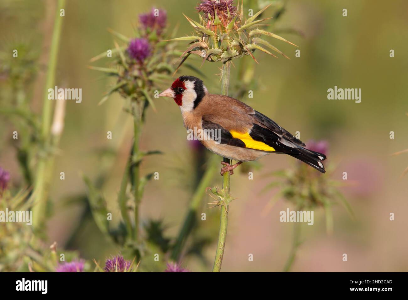Ein erwachsener männlicher Europäischer Goldfink (Carduelis carduelis), der im Frühjahr auf der griechischen Insel Lesvos auf einer Distel ernährt Stockfoto