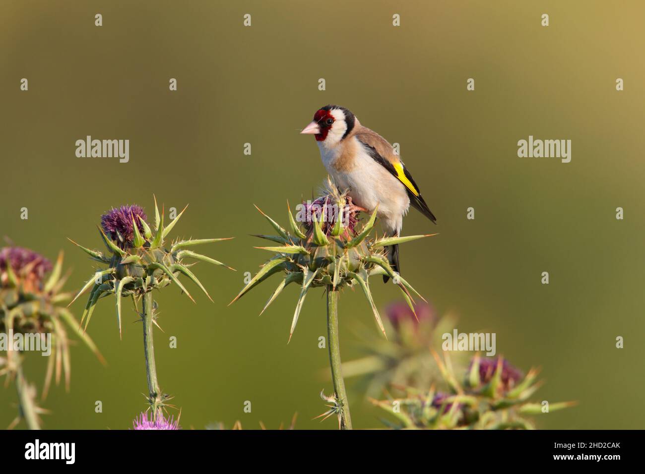 Ein erwachsener männlicher Europäischer Goldfink (Carduelis carduelis), der im Frühjahr auf der griechischen Insel Lesvos auf einer Distel ernährt Stockfoto