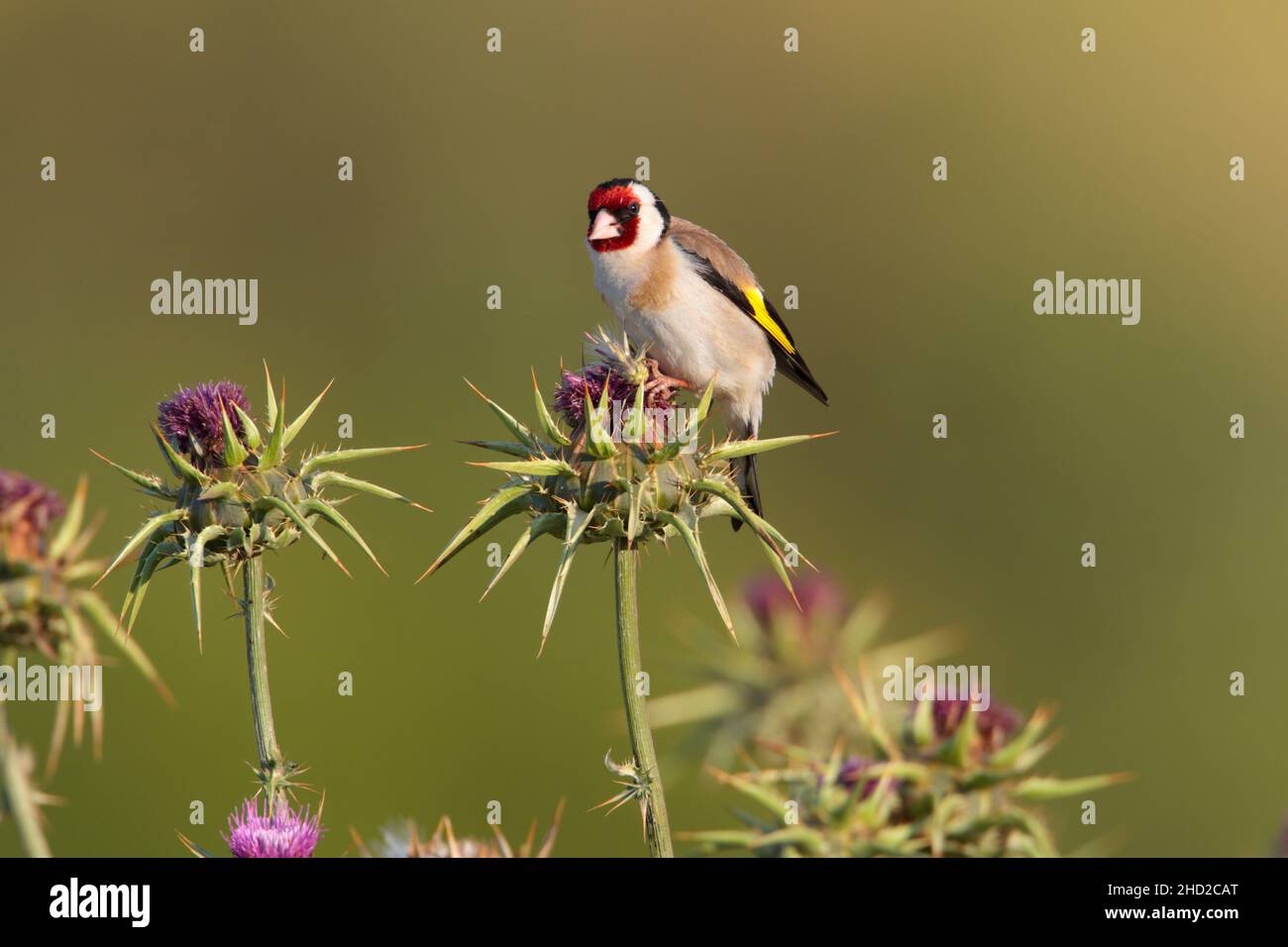 Ein erwachsener männlicher Europäischer Goldfink (Carduelis carduelis), der im Frühjahr auf der griechischen Insel Lesvos auf einer Distel ernährt Stockfoto
